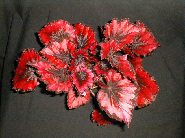 B. ‘Venetian Red’